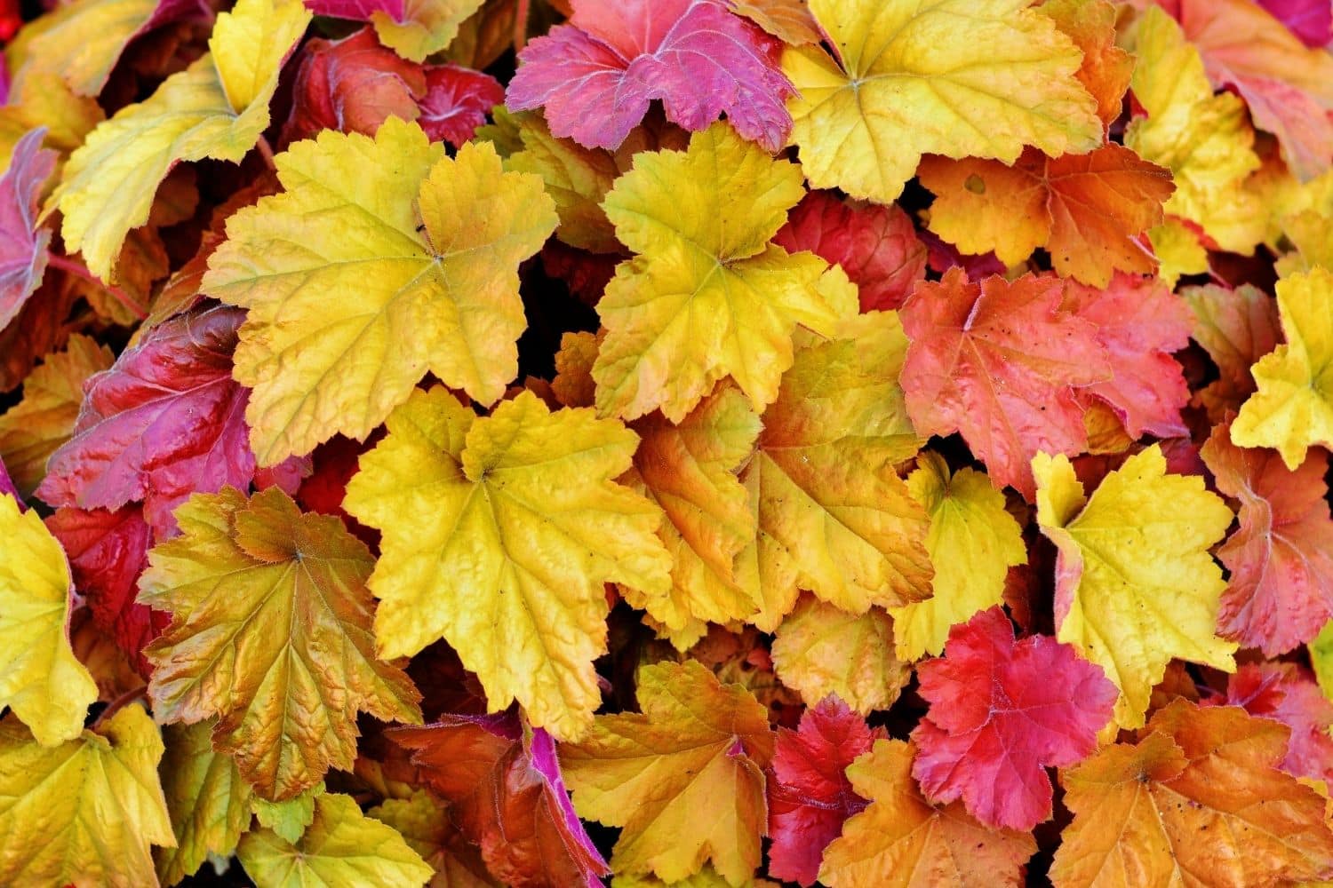 Jak na podzimní únavu? Přečtěte si 5 tipů, jak si podzim užít!